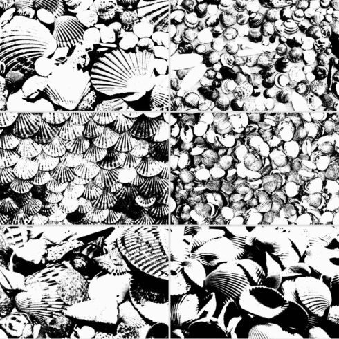 Seashell Textures cover image.