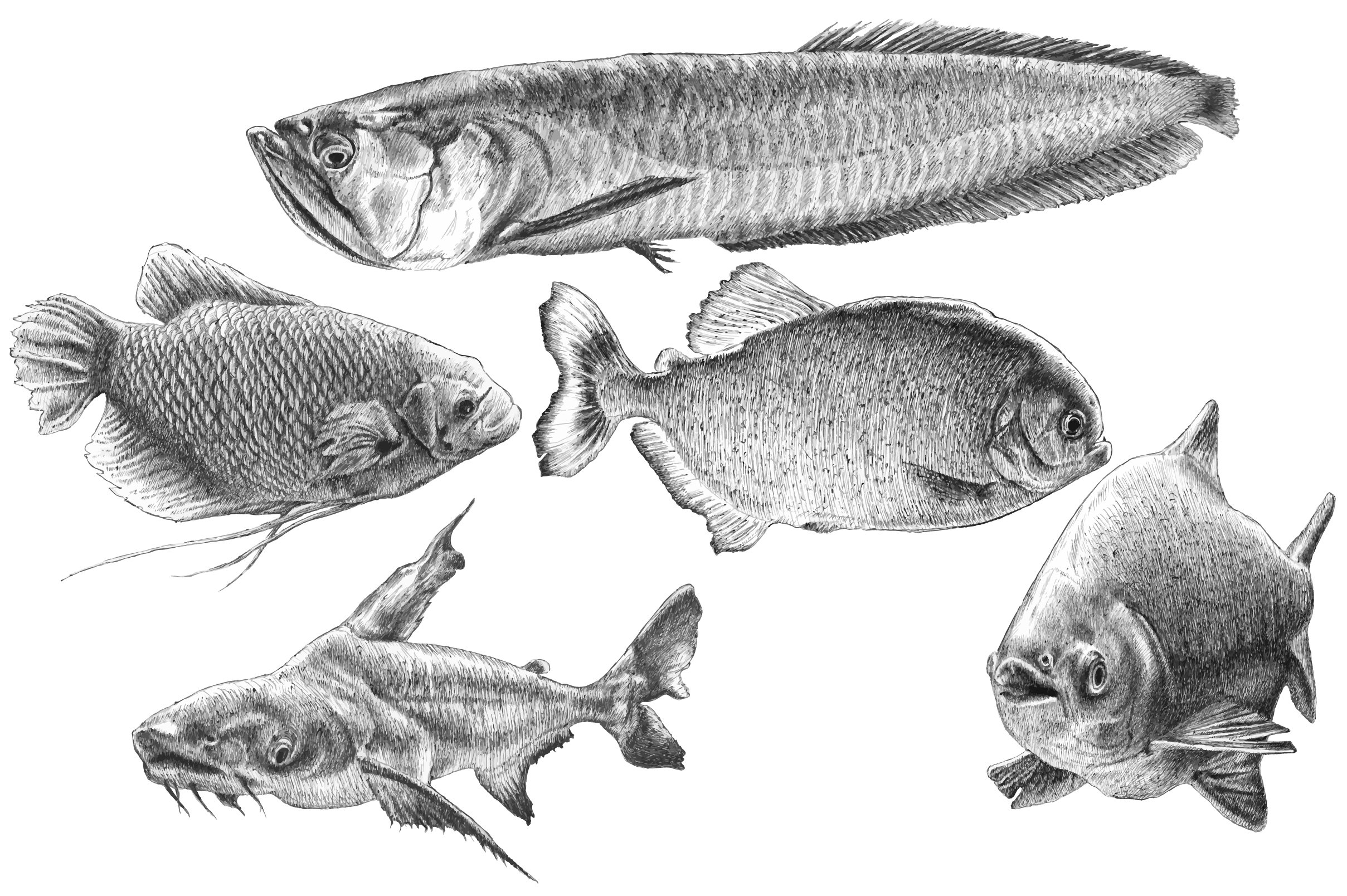 Fishes. Hand drawn. preview image.