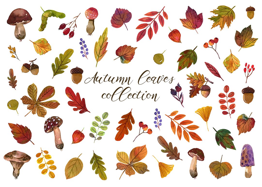 Watercolor autumn leaves collection. cover image.