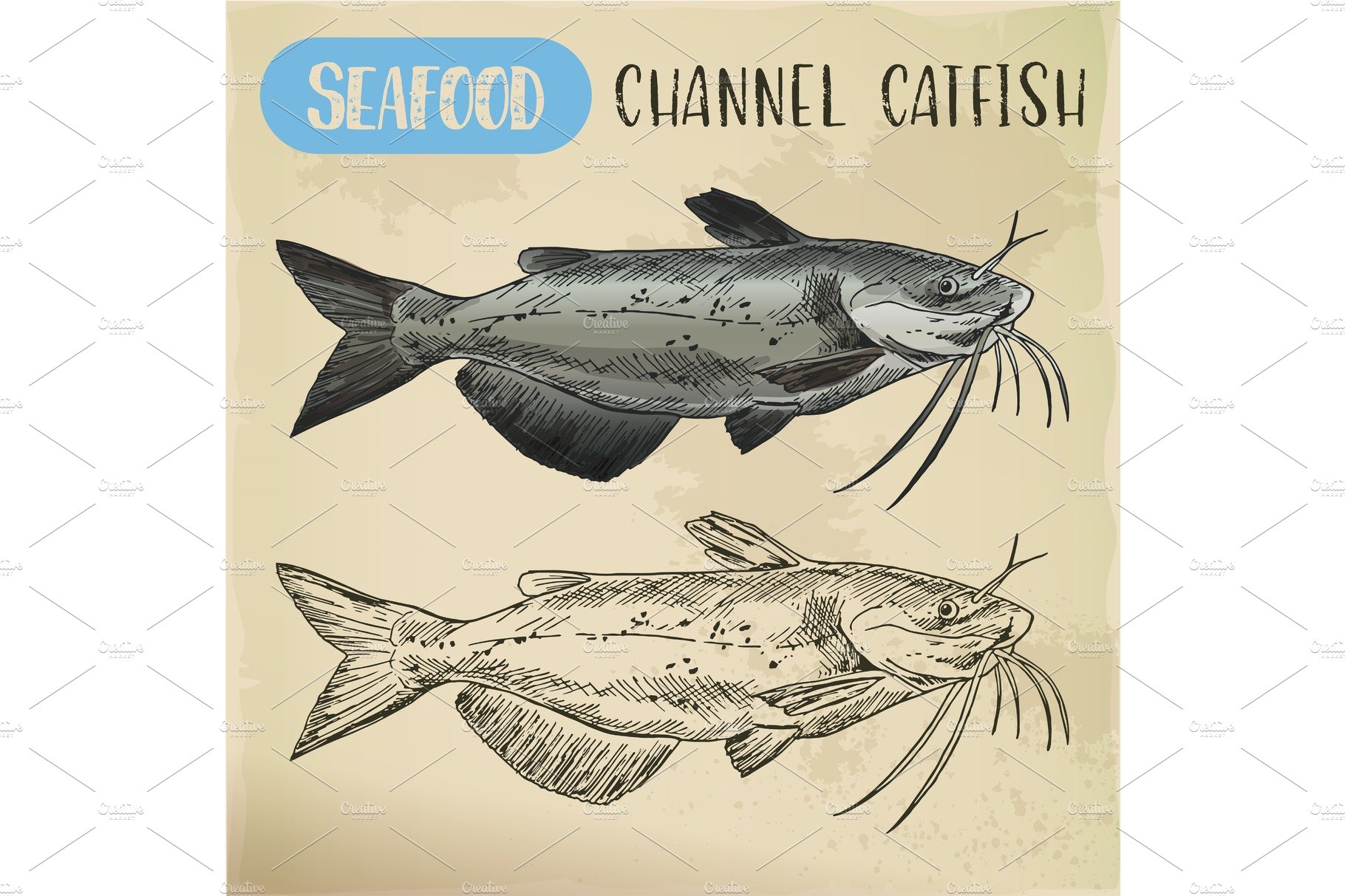 Channel catfish sketch. Seafood and fish cover image.