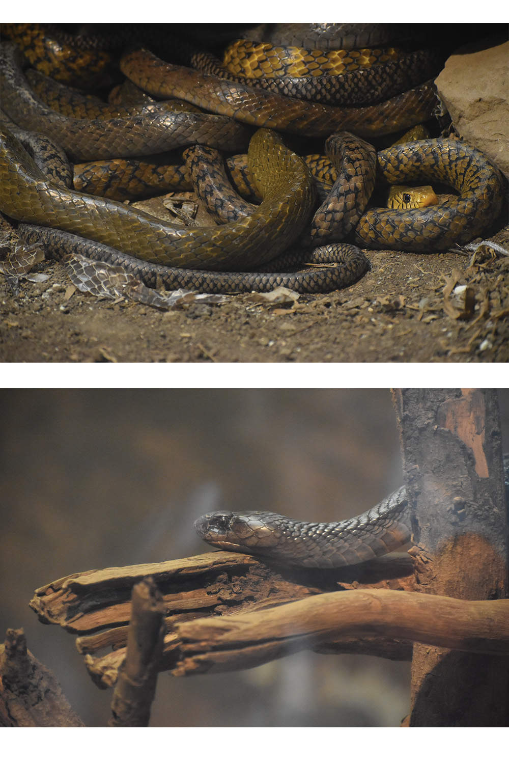 SNAKE PHOTOGRAPHY pinterest preview image.