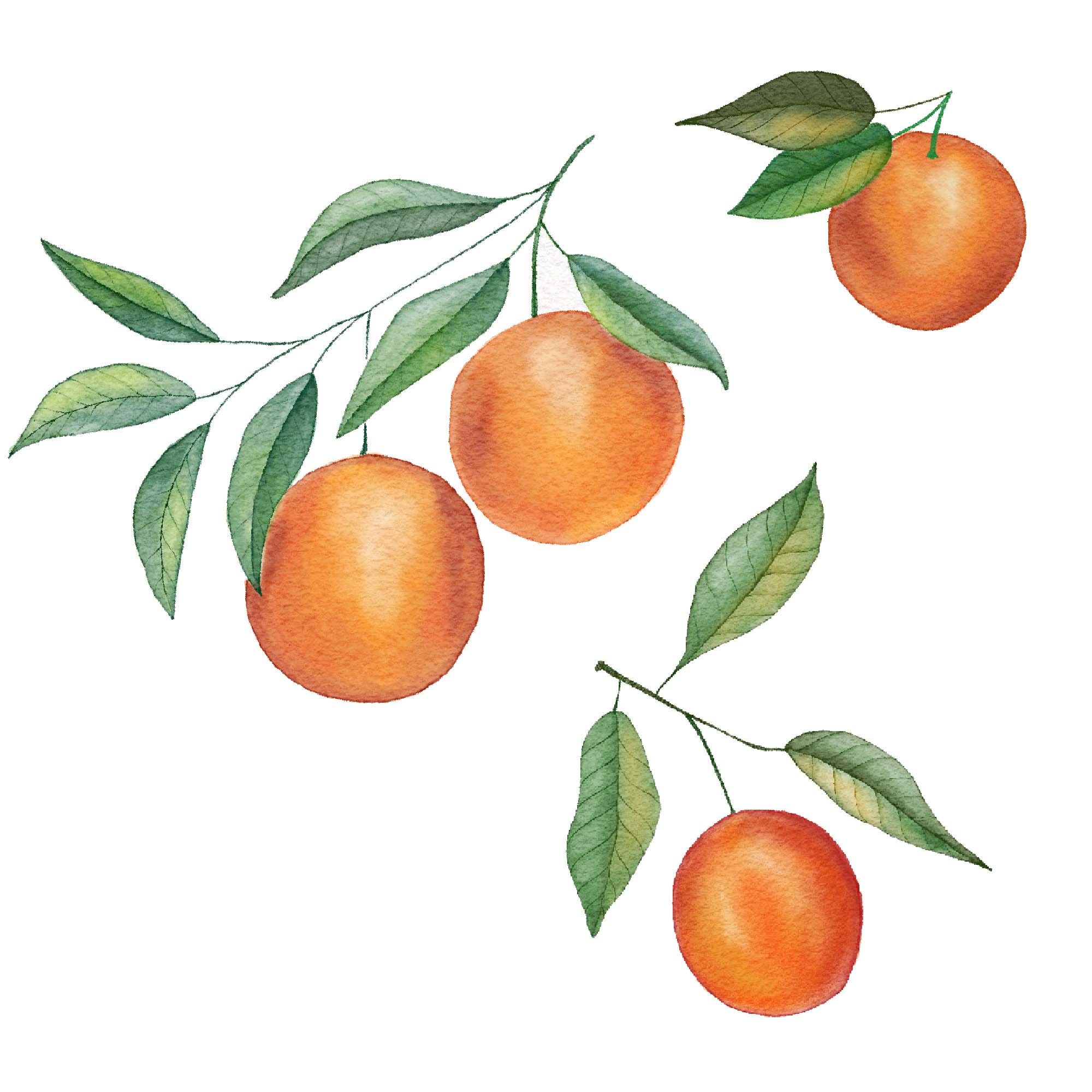Watercolor oranges clip art preview image.