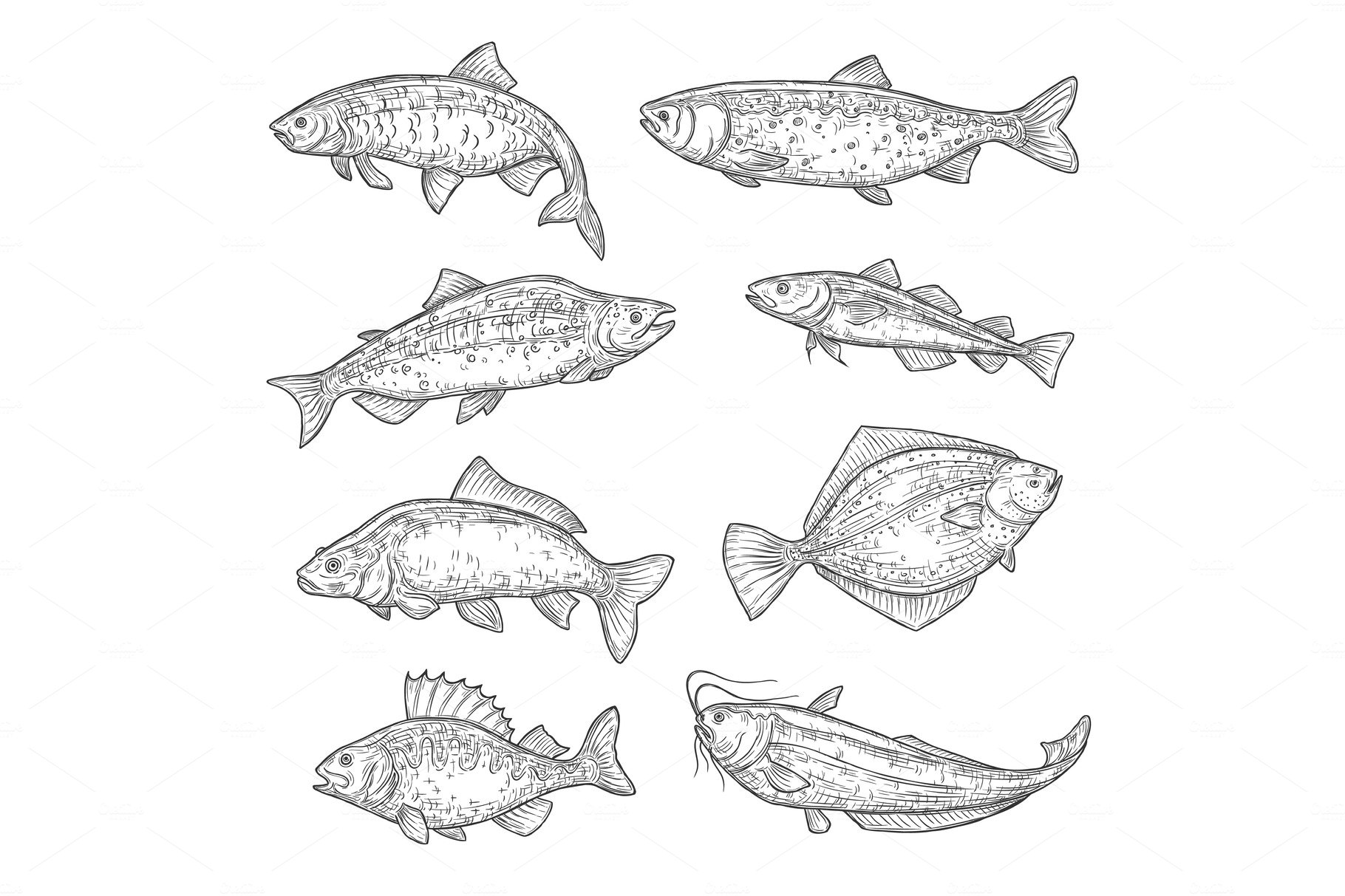 Salmon, carp, tuna and sheatfish cover image.