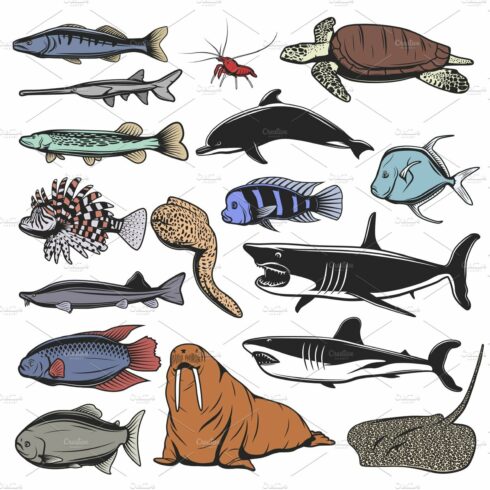 Sea animals, fish and turtle cover image.