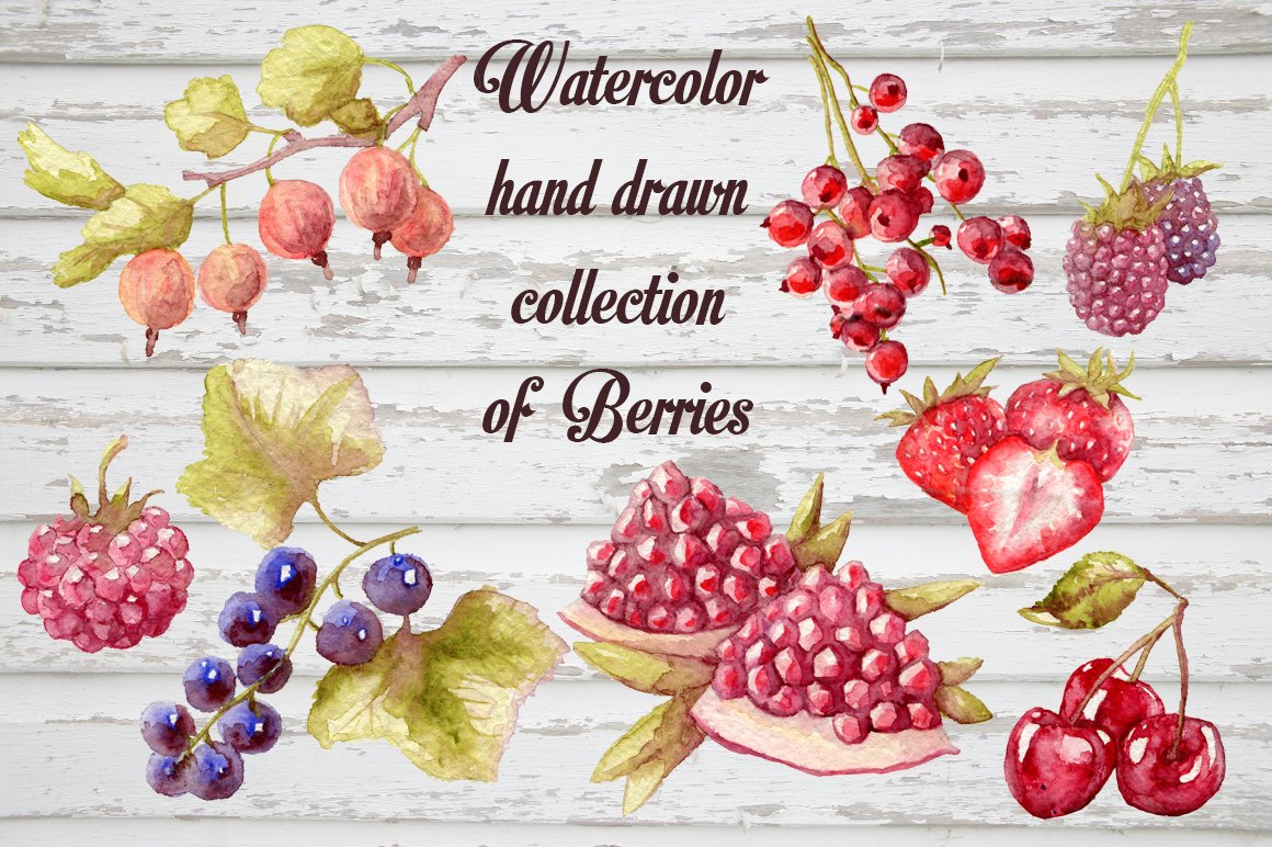 Watercolor berries vectorized cover image.