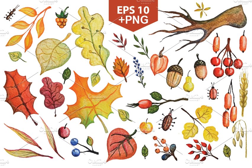 Vector autumn leaves,berries set cover image.