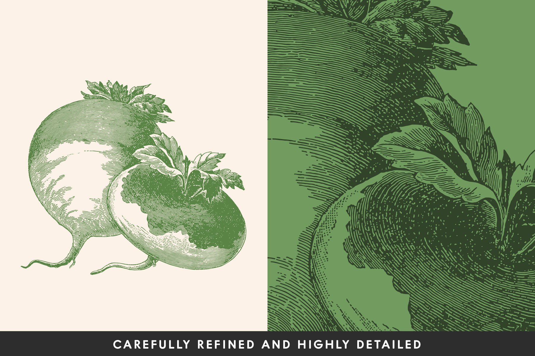 220 Vintage Vegetable Illustrations preview image.