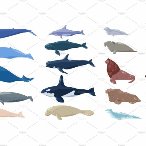 Sea mammal vector water animal cover image.