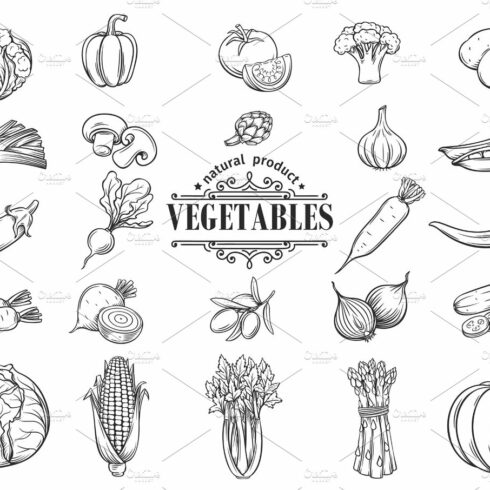 Vector hand drawn vegetables icons set. Decorative cover image.