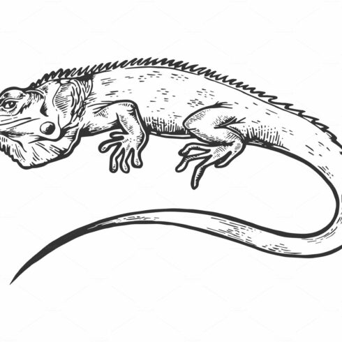Iguana animal engraving vector cover image.