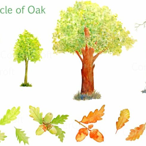 Watercolor Oak Tree Life Cycle cover image.