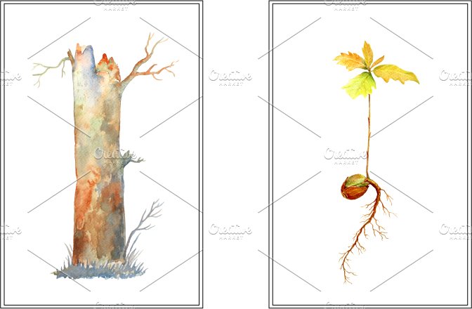 Watercolor Oak Tree Life Cycle preview image.