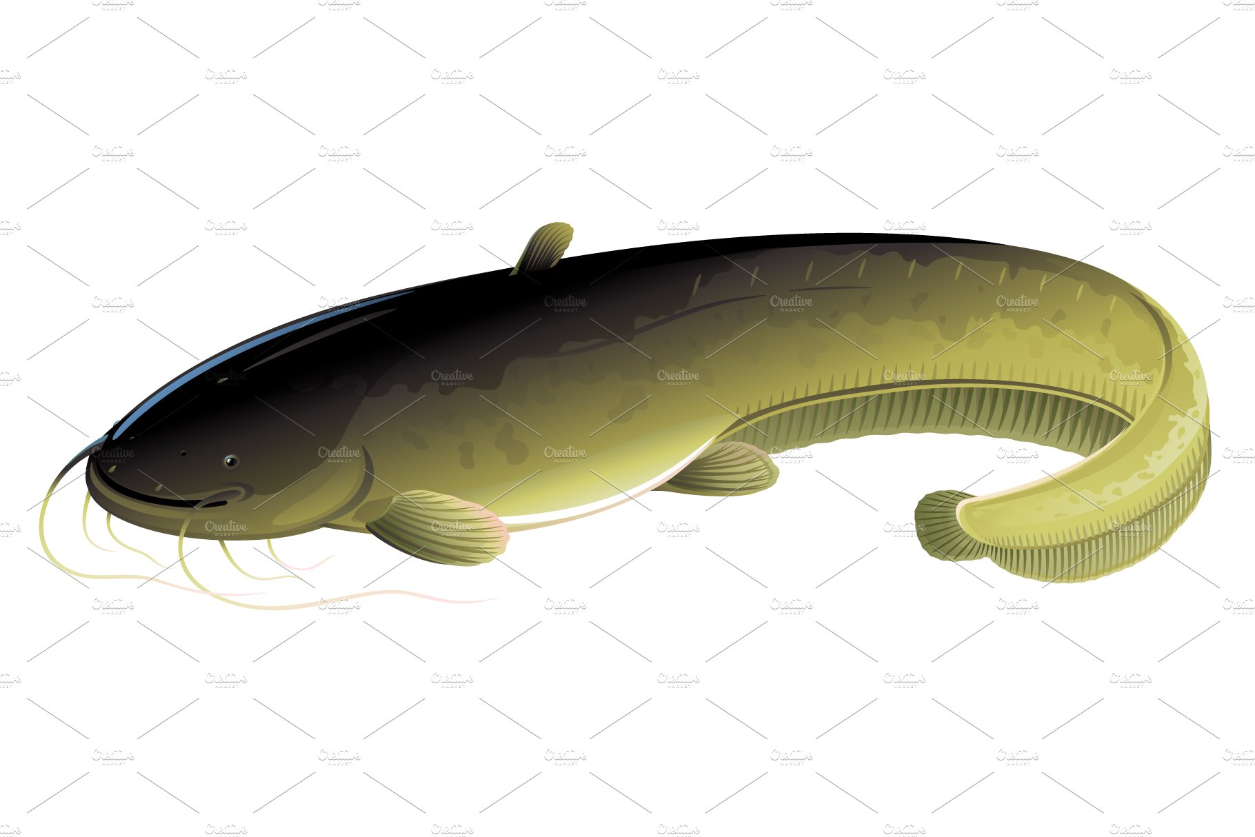 Wels catfish cover image.