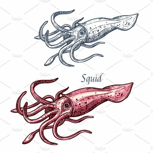 Squid seafood sea animal isolated sketch cover image.
