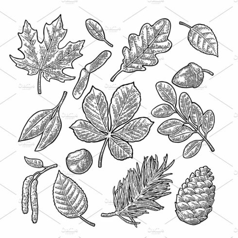 Set leaf, acorn, chestnut and seed. Vector vintage engraved illustration. cover image.