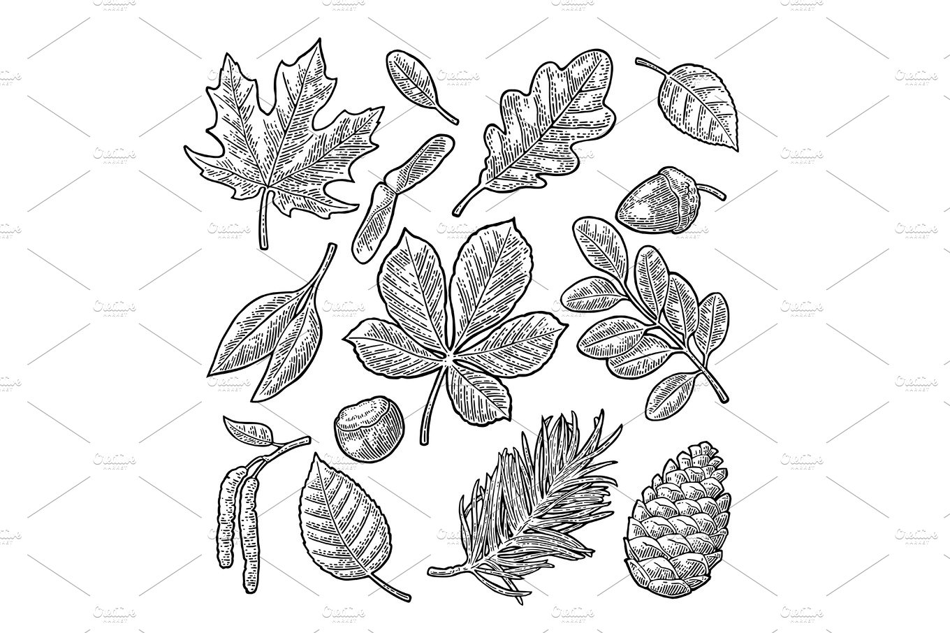 Set leaf, acorn, chestnut and seed. Vector vintage engraved illustration. cover image.