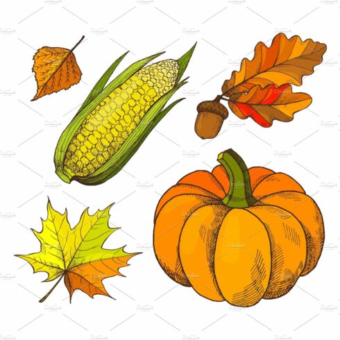 Pumpkin and Acorns Autumn Isolated cover image.