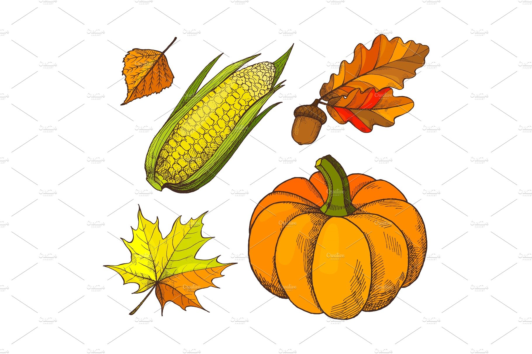 Pumpkin and Acorns Autumn Isolated cover image.