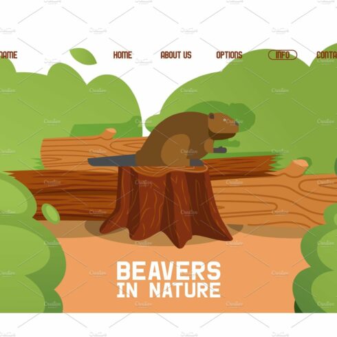 Beaver sit stump, wild animal cover image.