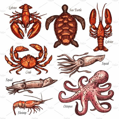 Shellfish and marine animals cover image.