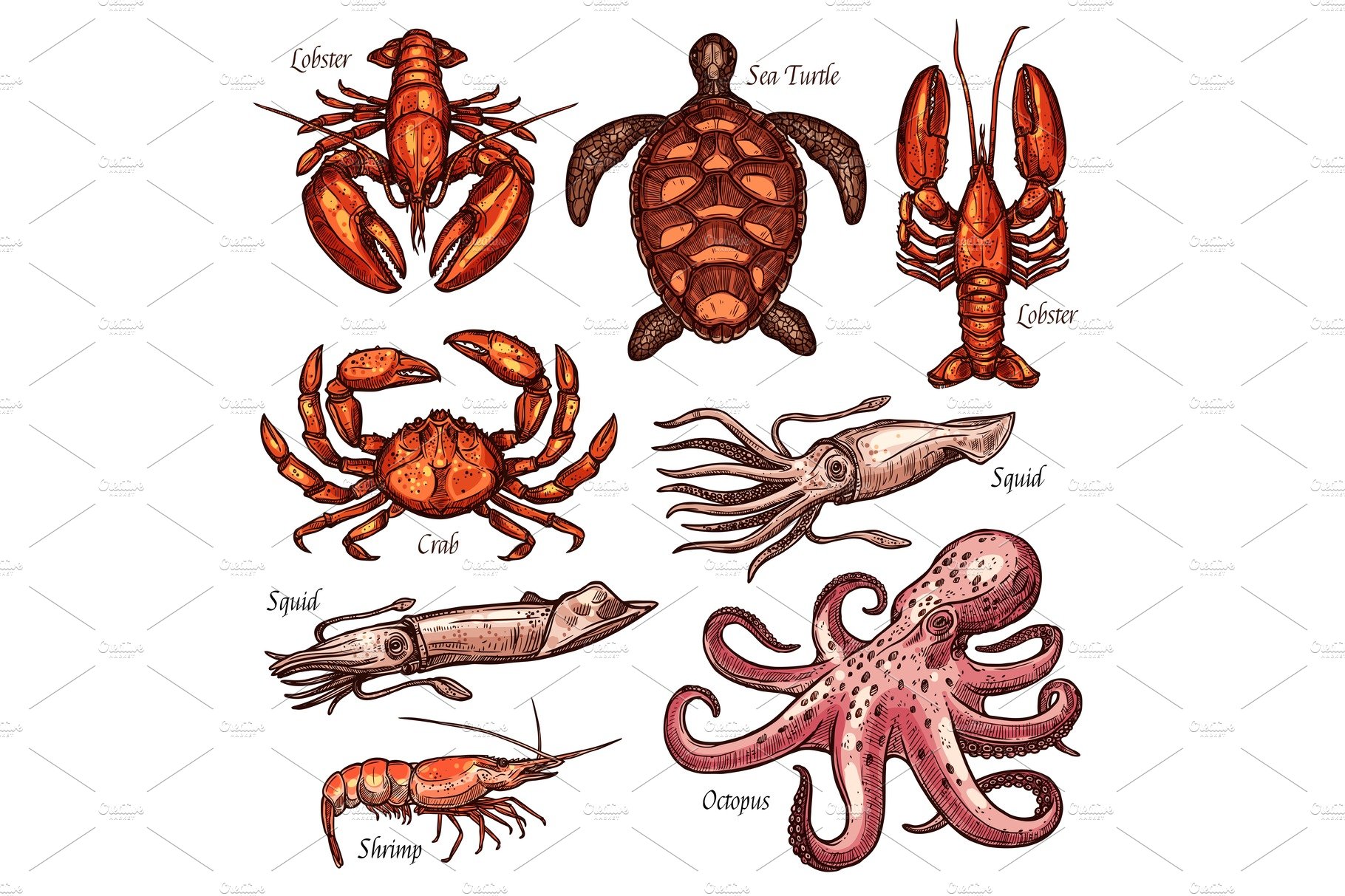 Shellfish and marine animals cover image.