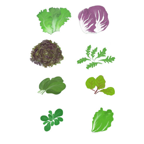 lettuce, leaves cover image.