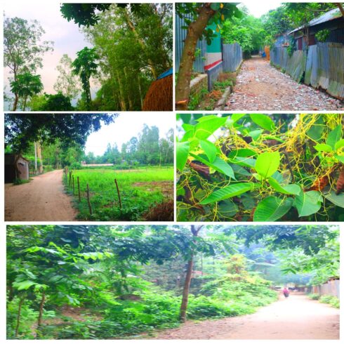 Natural Tree Background Photography in Bangladesh cover image.