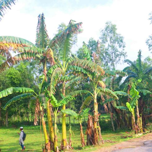 Natural Tree village people & roads stock photos in Bangladesh cover image.