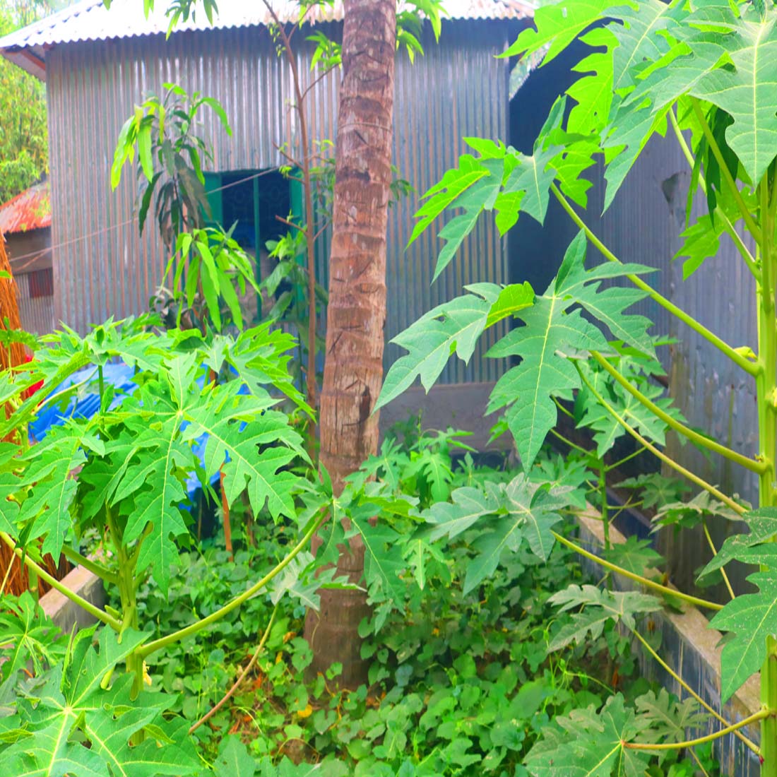 Natural Tree Background Photography in Bangladesh preview image.