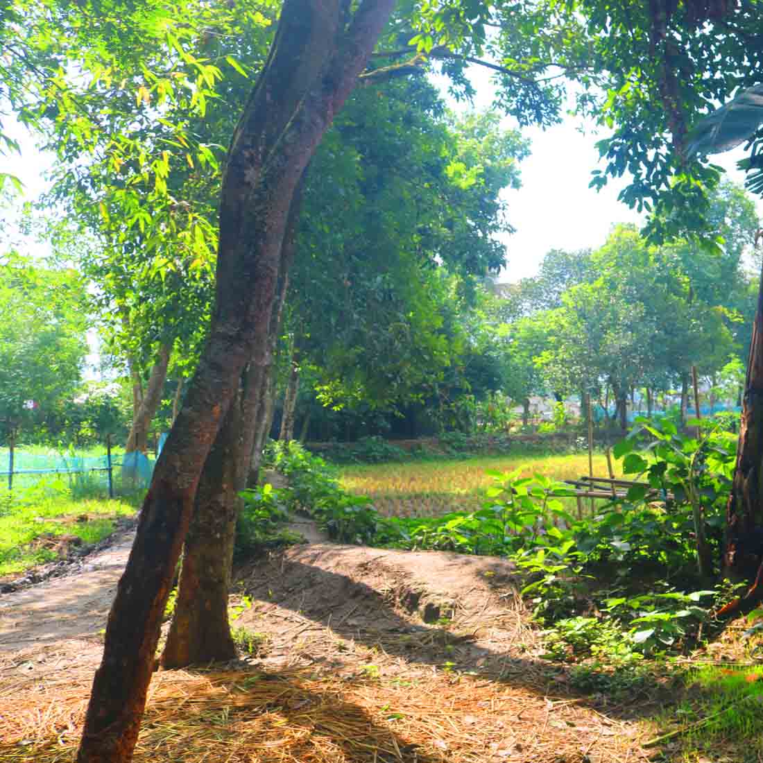 Natural Tree village people & roads stock photos in Bangladesh preview image.