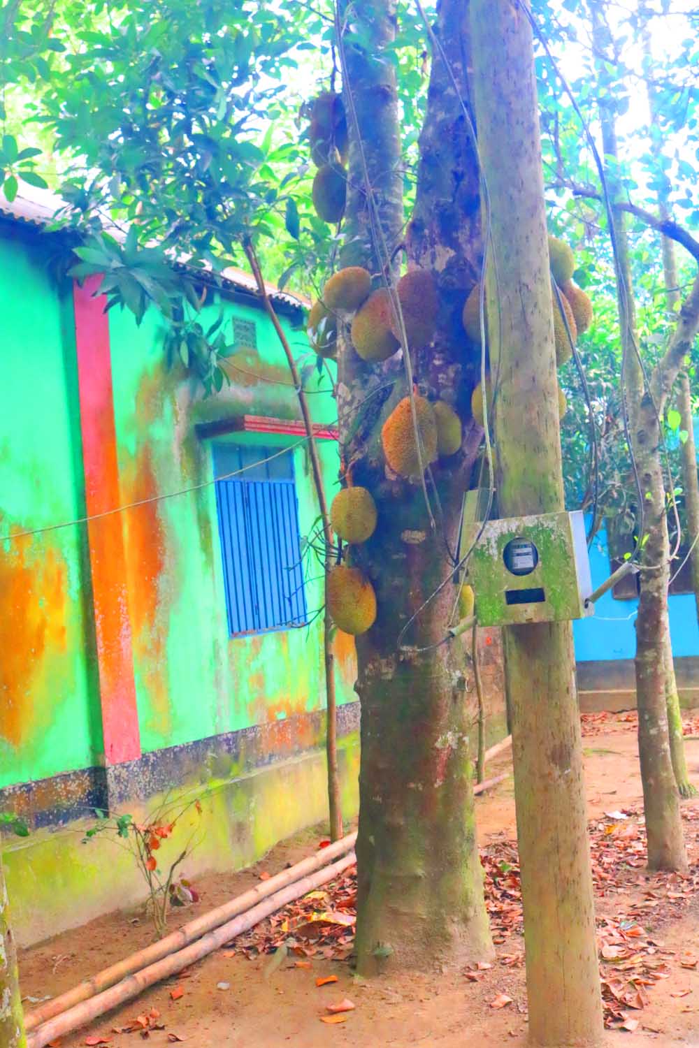 Ghar Tree village people & roads stock photos in Bangladesh pinterest preview image.