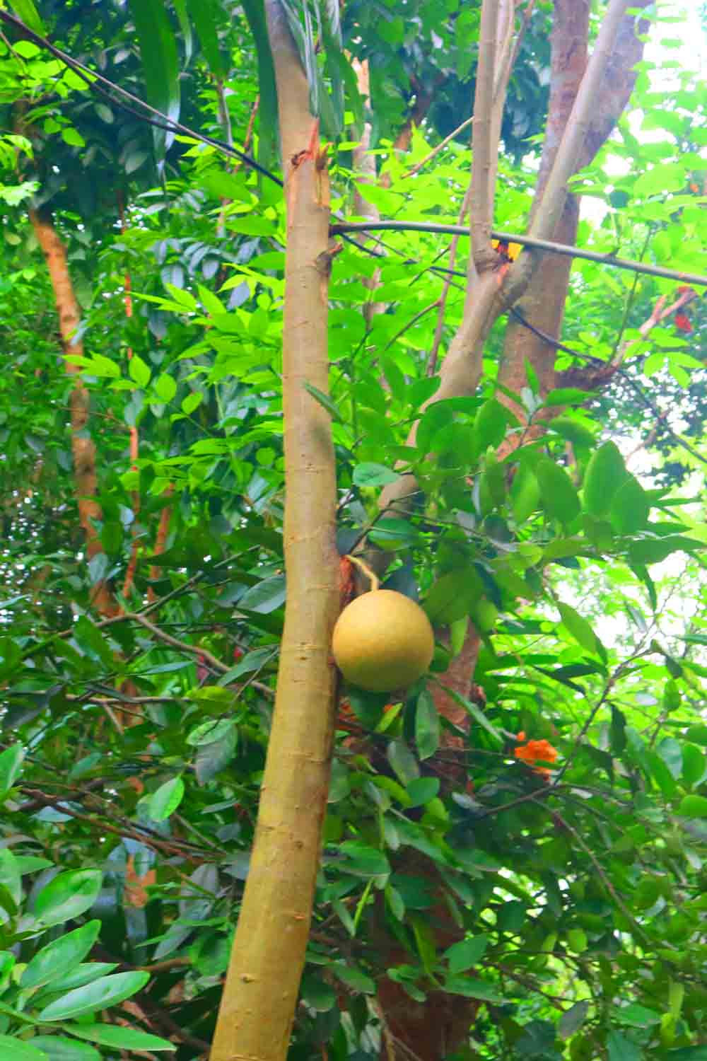 Natural Tree Background Photography in Bangladesh pinterest preview image.