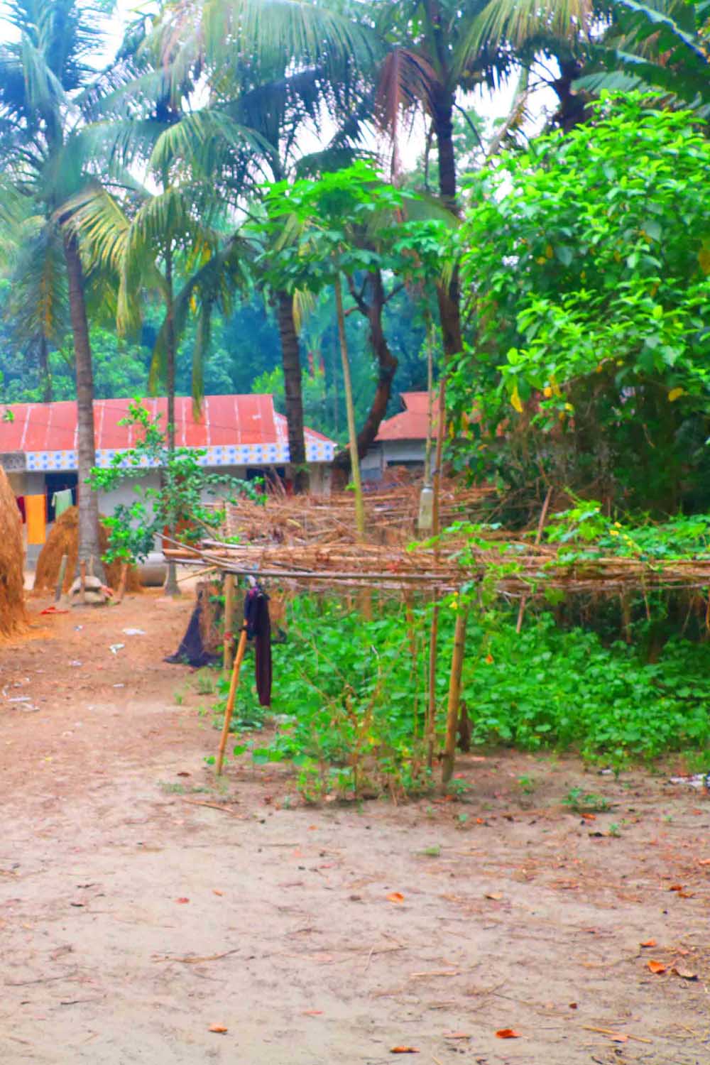 Ghar Tree village people & roads stock photos in Bangladesh pinterest preview image.