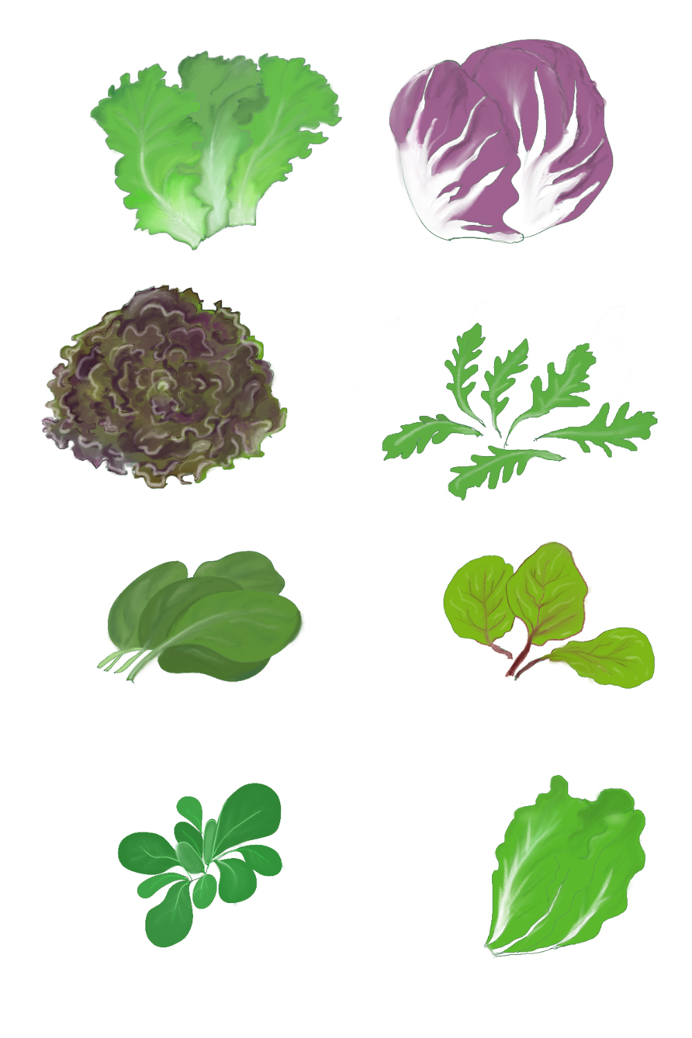 lettuce, leaves pinterest preview image.