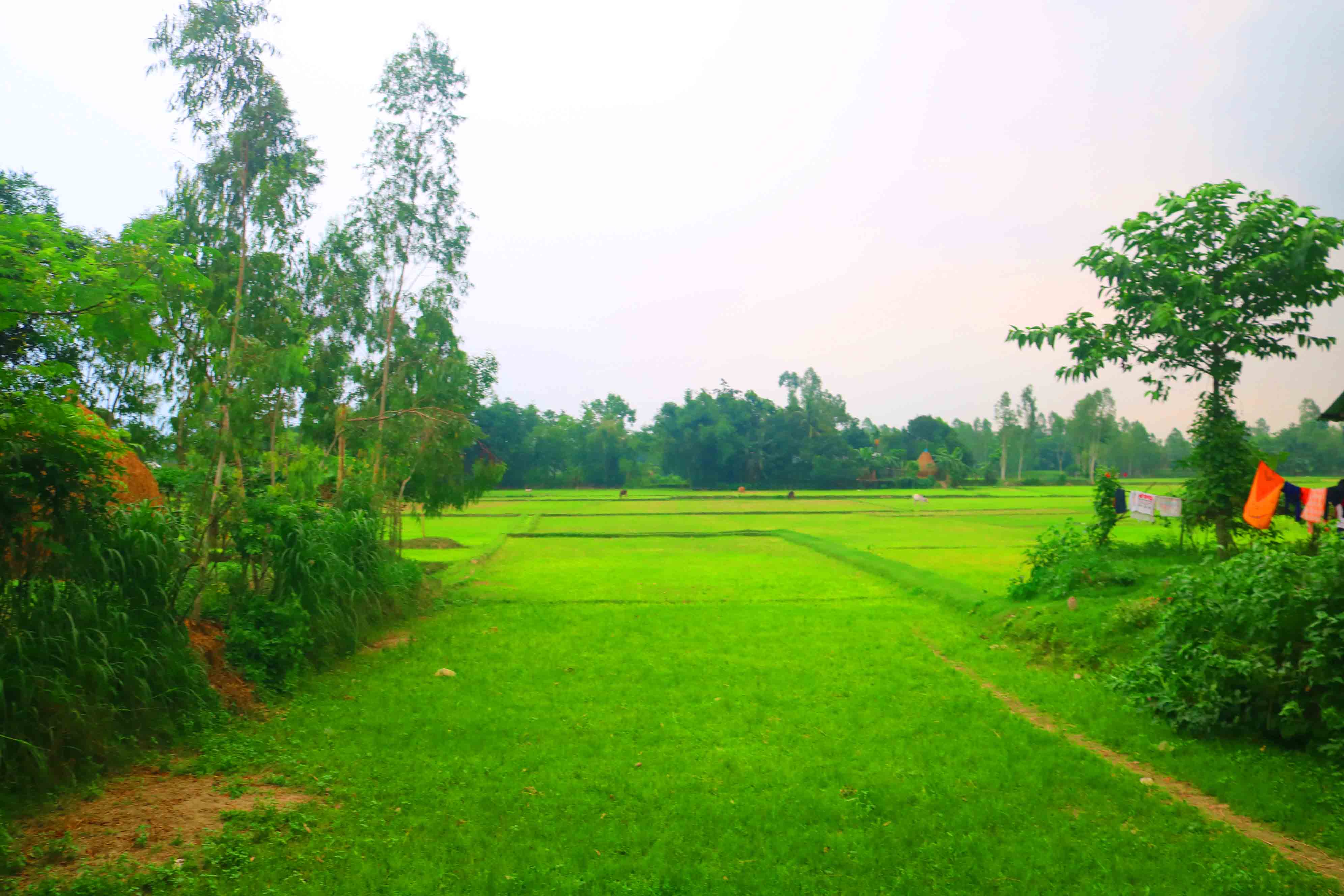 Ghar Tree Village People Roads Stock Photos In Bangladesh, Agricultural  Engineering Colleges In Kerala