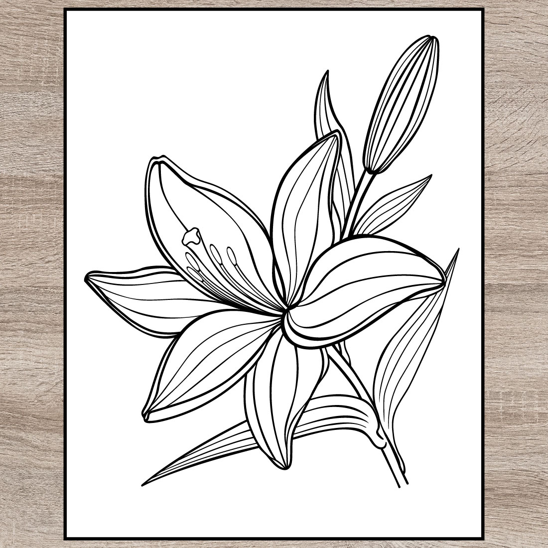 Learn How to Draw the Lily Flower, Petals, and Leaves