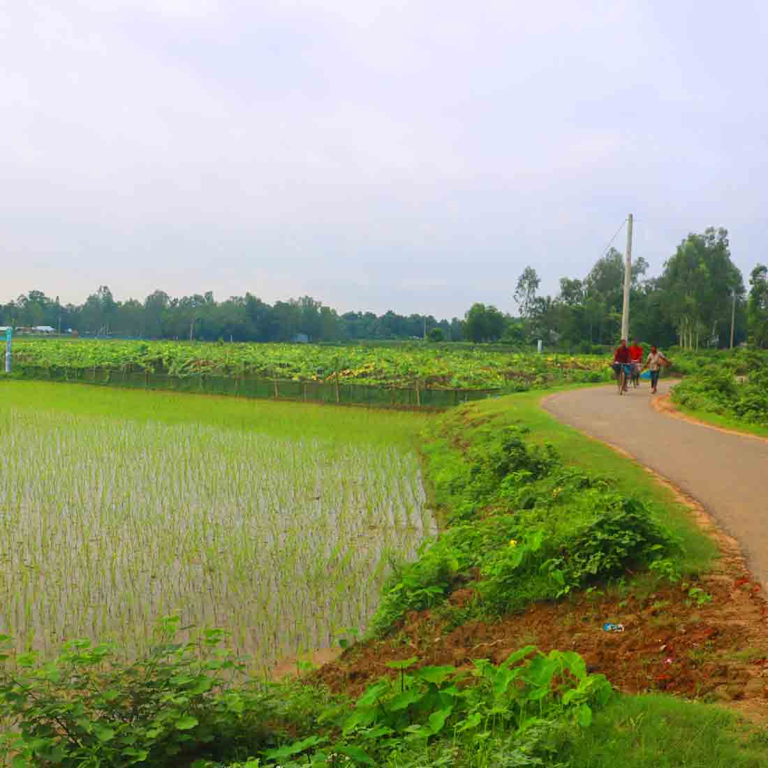 Tree Ghar village people & roads stock photos in Bangladesh preview image.