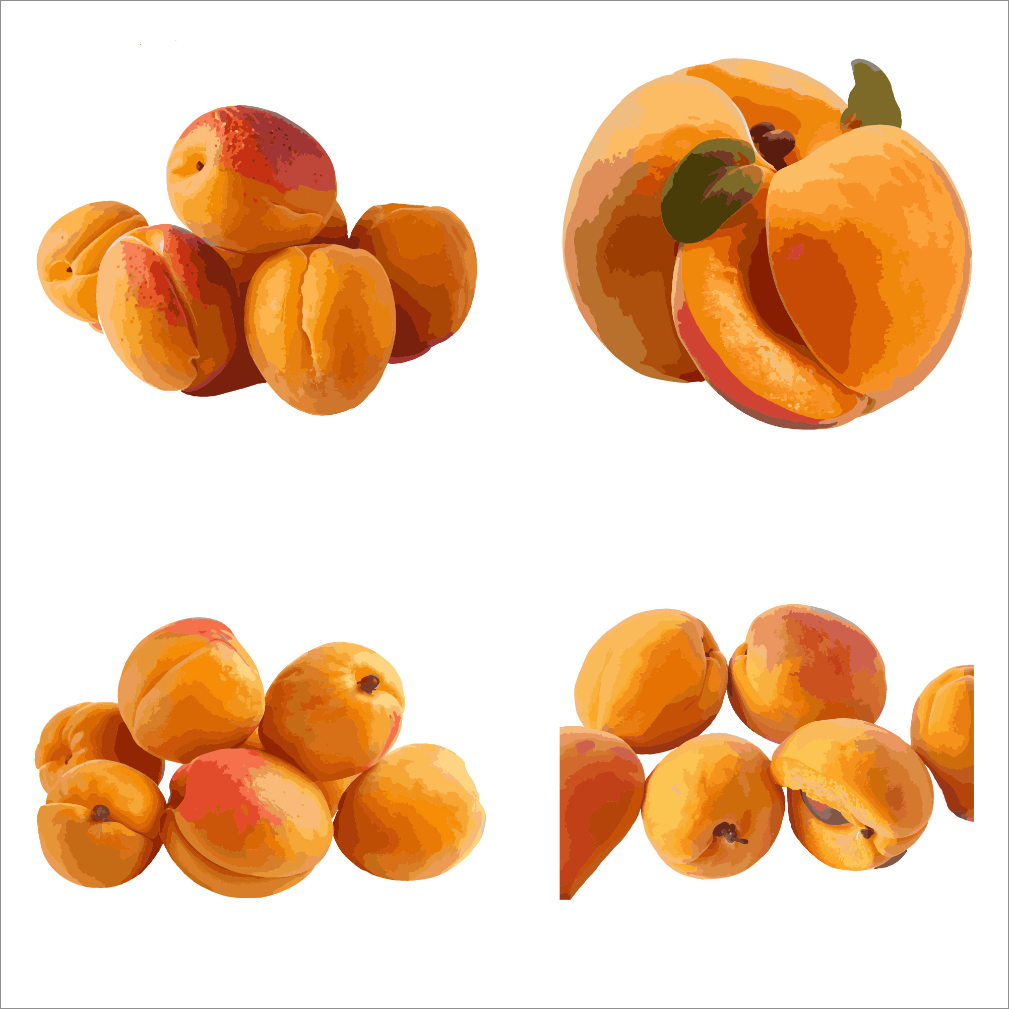 beautiful apricot in solid background vector illustration 620