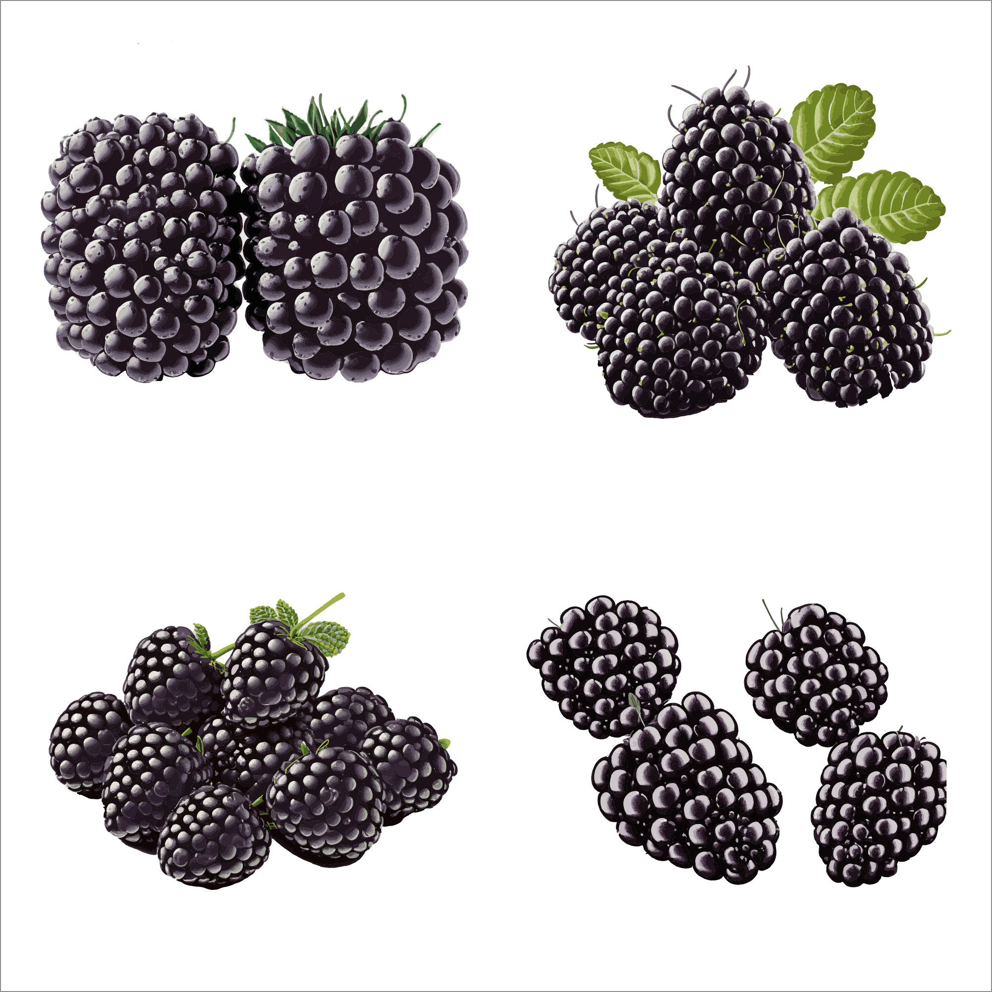 beautiful blackberry vector in solid background illustration 988