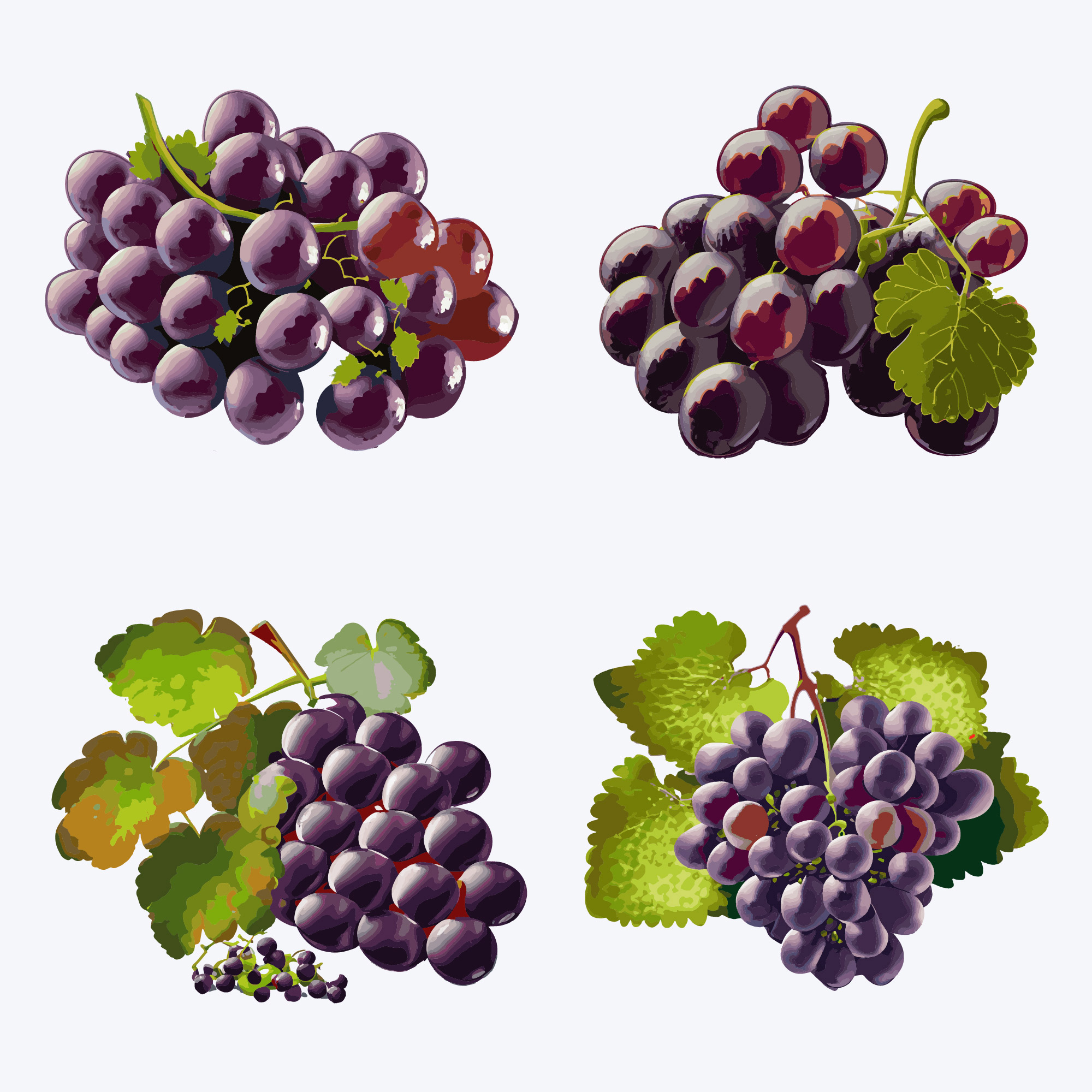 beautiful grape in solid background vector illustration 125