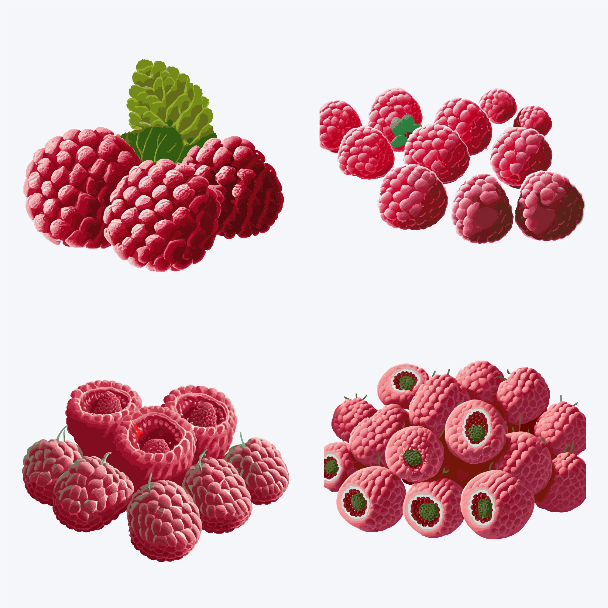 beautiful raspberry in solid background vector illustration 590