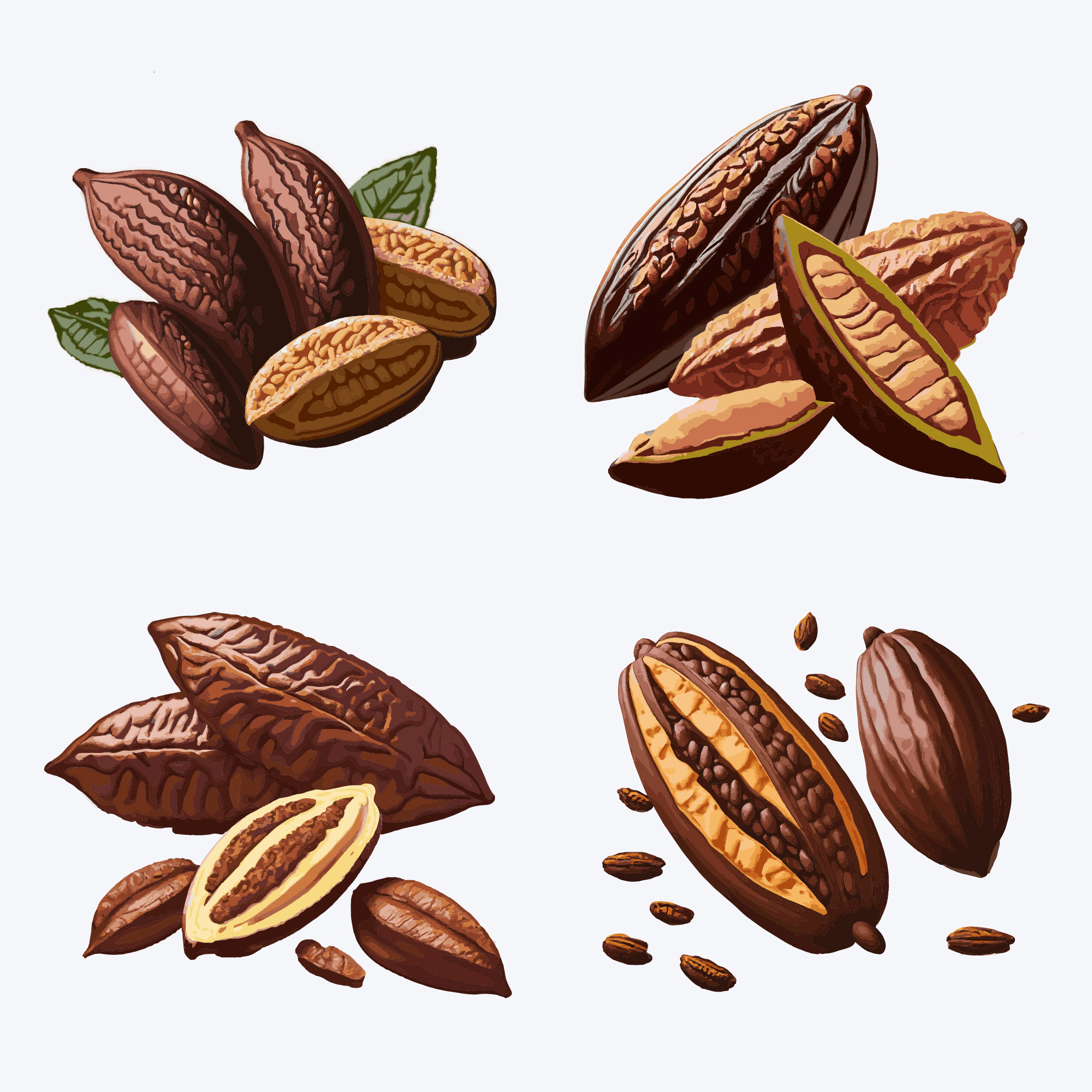 cocoa beans with leaves and seeds. vector illustration of cocoa beans 213