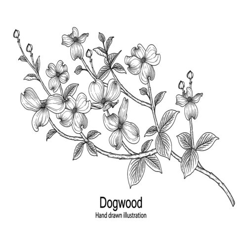 Dogwood flower drawings cover image.