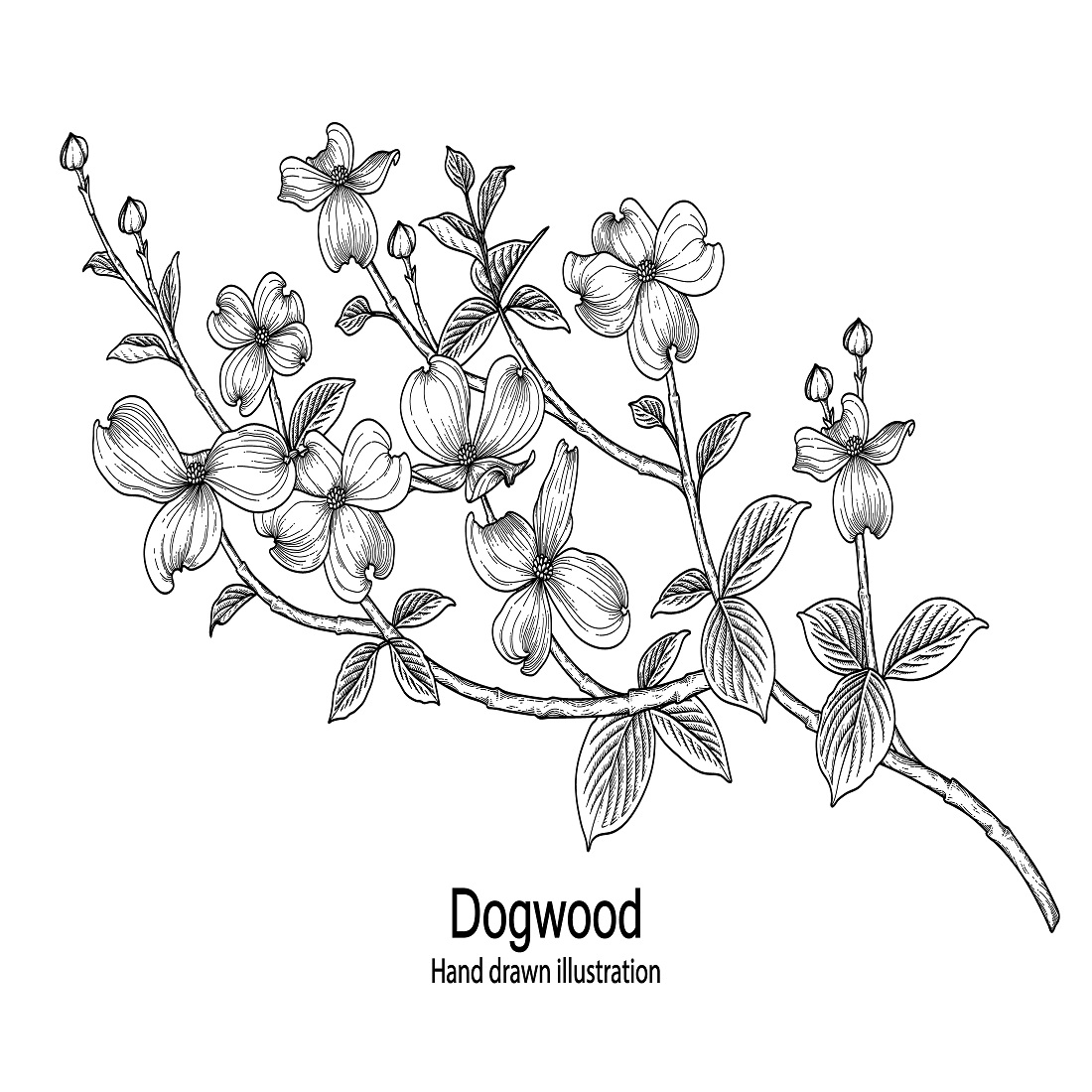 Dogwood flower drawings preview image.