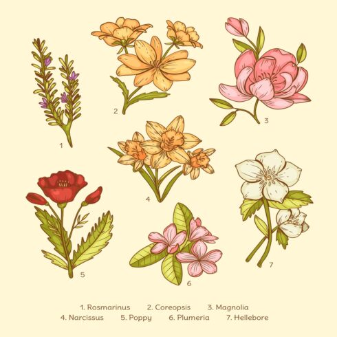 Hand drawn botanical flower chart set cover image.