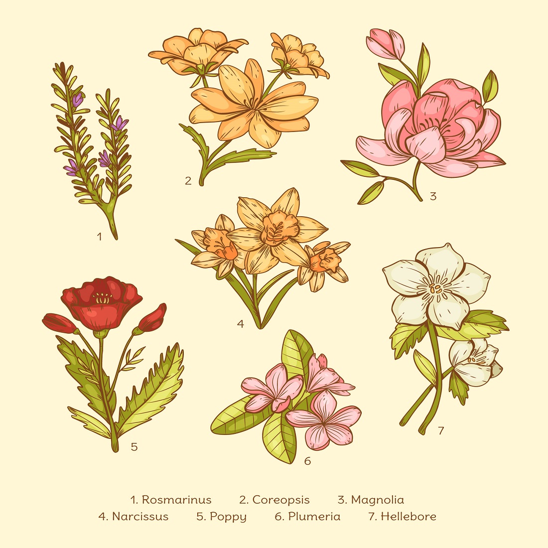 Hand drawn botanical flower chart set preview image.