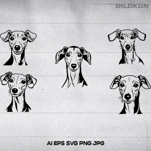 Italian greyhound dog head, SVG, Vector, Illustration, SVG Bundle cover image.