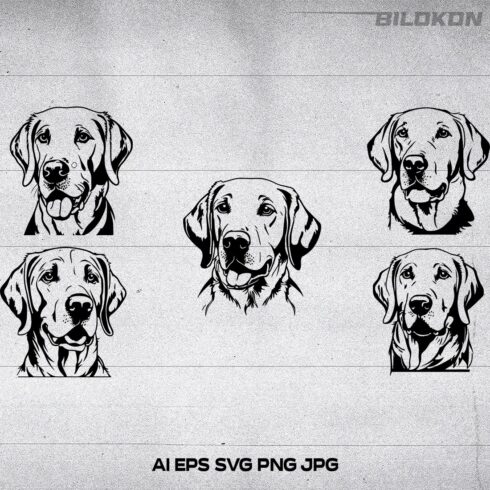 Labrador dog head, SVG, Vector, Illustration, SVG Bundle cover image.