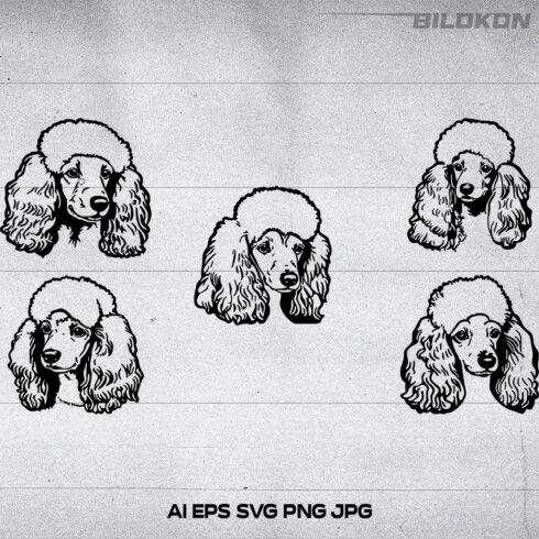 Poodle dog head, SVG, Vector, Illustration, SVG Bundle cover image.