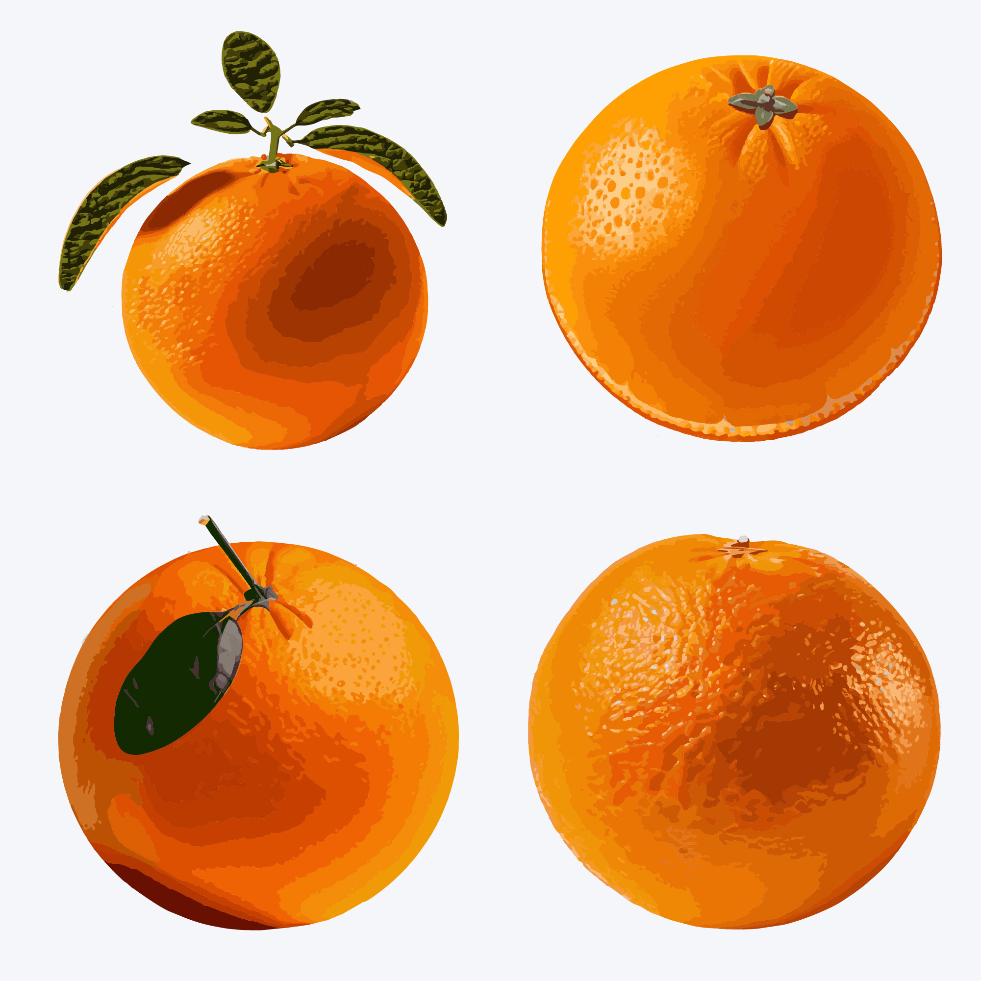 orange fruit set. isolated on white background. vector illustration 399